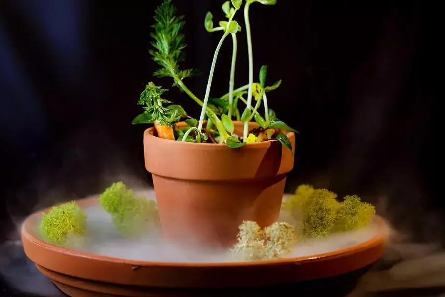 创意菜,看起来像一个potted植物在贝博体彩appCampton预定了餐厅.